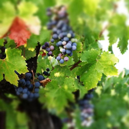 Churon Inn Winery Temecula Kültér fotó